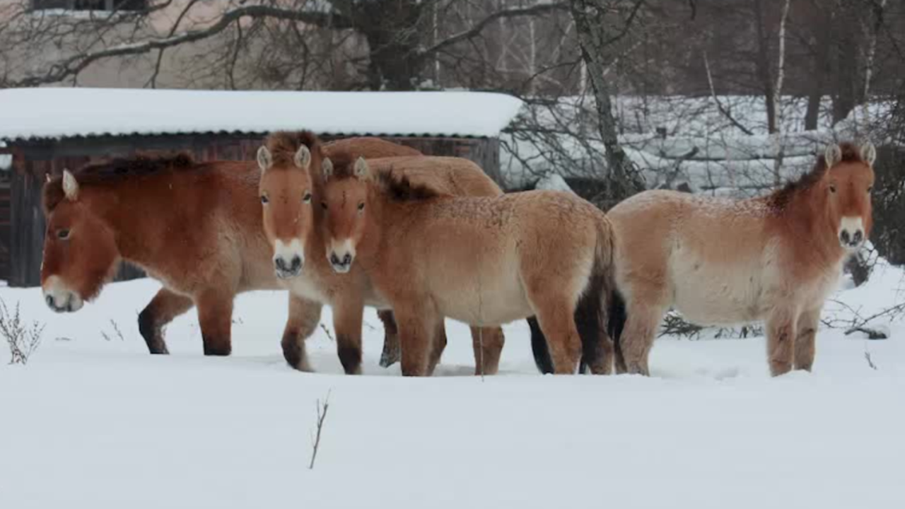 Endangered Wild Horses Take Refuge in Chernobyl's Exclusion Zone ...