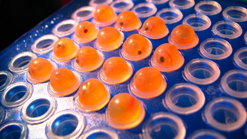 A photo provided by AquaBountyTechnologies shows salmon eggs at the company's hatchery in Fortune, Prince Edward Island, Canada. On Friday, March 8, 2019, the U.S. Food and Drug Administration said it had lifted an alert had that had prevented AquaBounty from importing its salmon eggs to its Indiana facility, where they would be grown before being sold as food. (AquaBountyTechnologies via AP)
