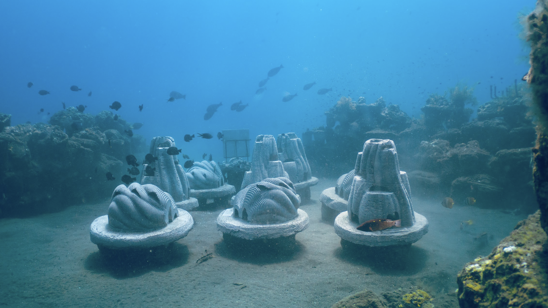 Memorial reefs made of ashes and crushed oyster shells sit as the bottom of the Bali Sea.