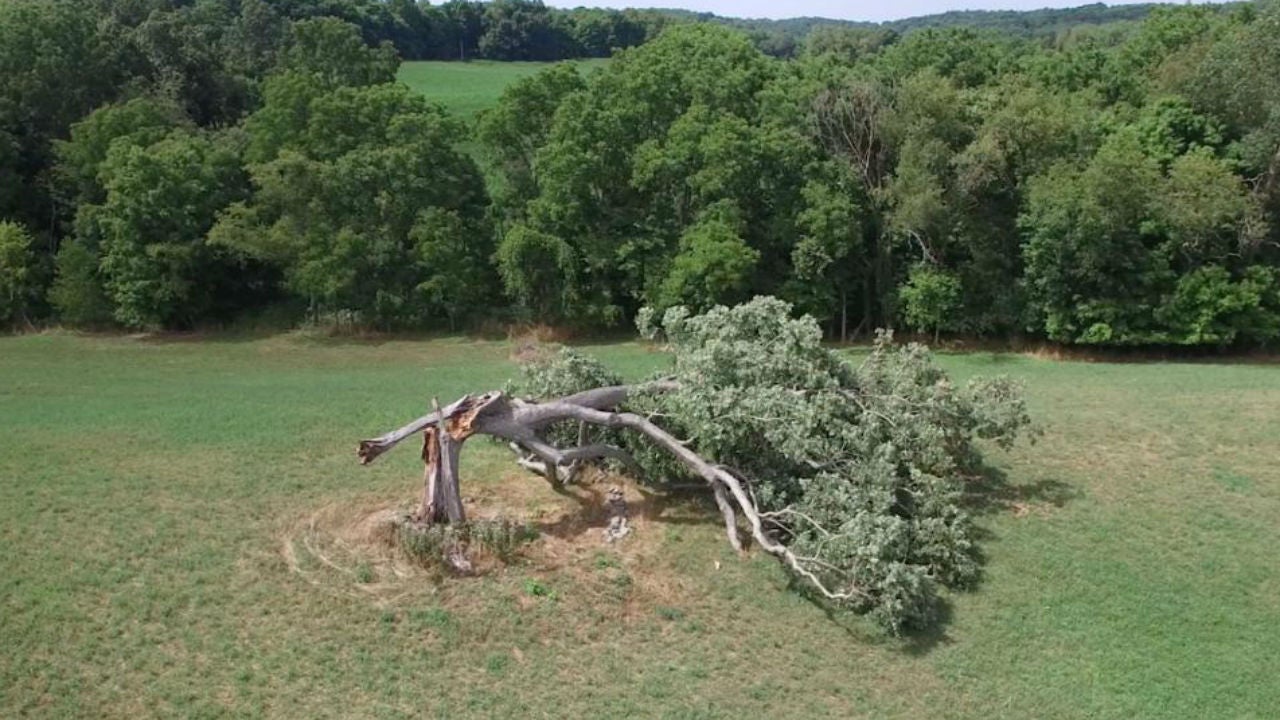 StormBattered 'Shawshank Redemption' Oak Tree to Get New Life, Owner