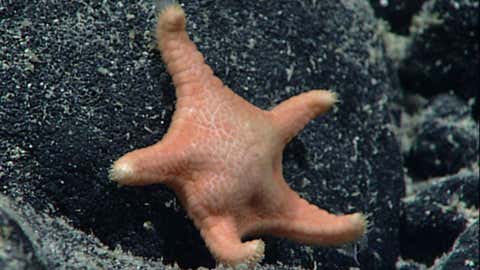 Several new genera and new species were observed and collected during CAPSTONE, including a previously undescribed genus and species of sea star discovered in the Musicians Seamounts in 2017. (NOAA CAPSTONE project)