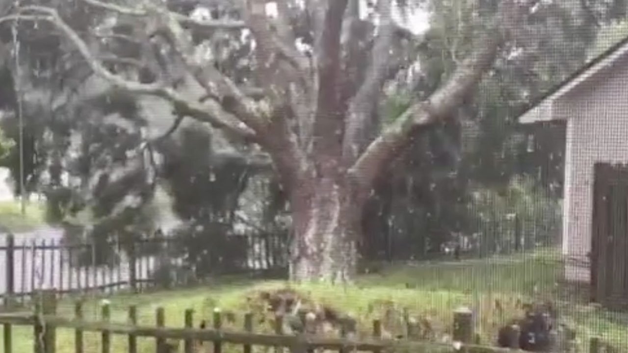 Powerful Winds Topple Towering Oak Tree The Weather Channel