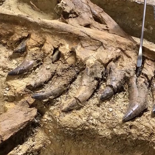 Possible Rare Baby T. Rex Remains Unearthed In Montana | Weather.com