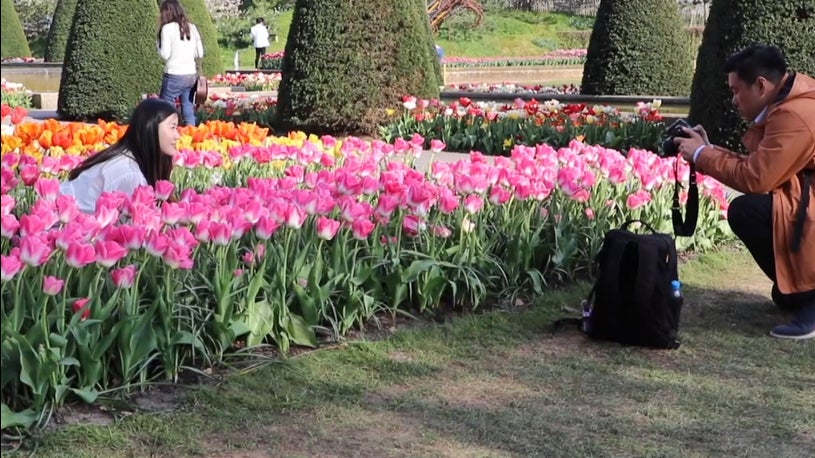 Dutch Farmers Ask Selfie Seekers To Stop Trampling The Tulips