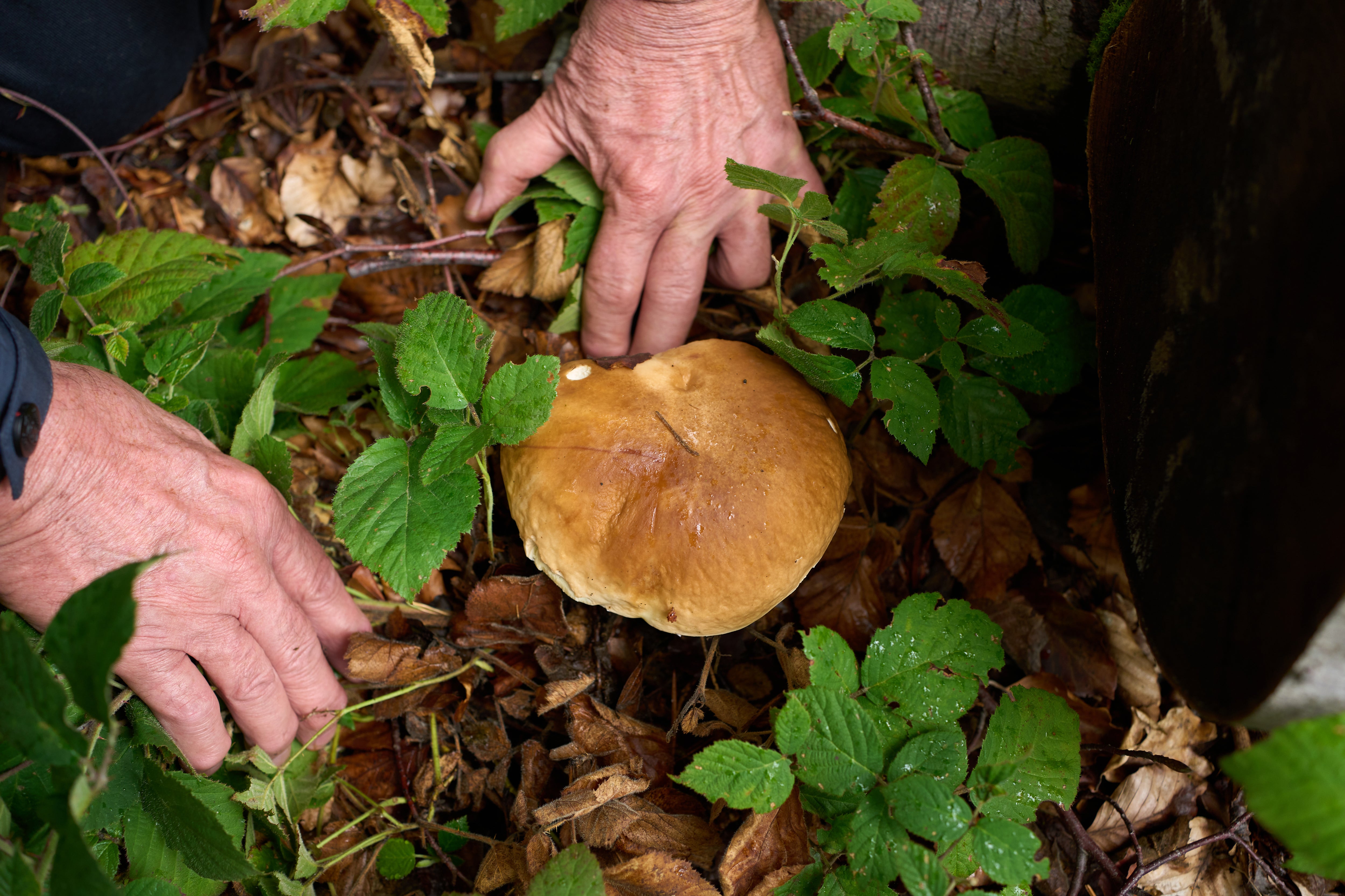 PRODUKTION - 27.09.2022, Rheinland-Pfalz, Vallendar: Der Pilzsachverst&auml;ndige Helmut Kolar hat einen Steinpilz gefunden. Nach dem h&auml;ufigen Regen im September gibt es Hoffnung auf eine gute Speisepilzsaison. (zu dpa "Experten erwarten trotz langer Trockenheit vorerst gute Pilzsaison") Foto: Thomas Frey/dpa +++ dpa-Bildfunk +++