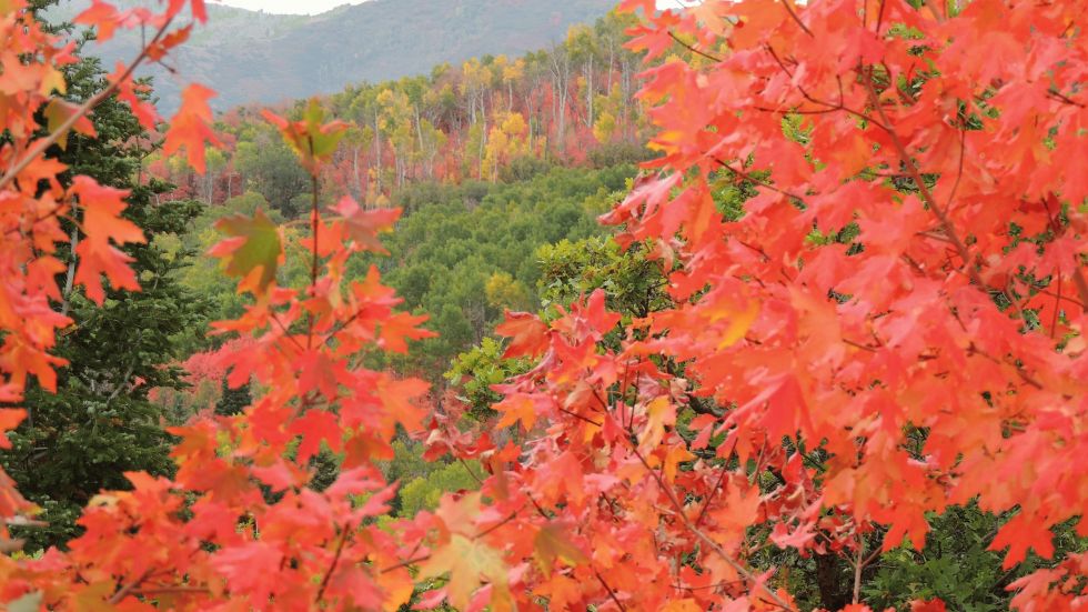 Signs of Fall That Can Appear in August