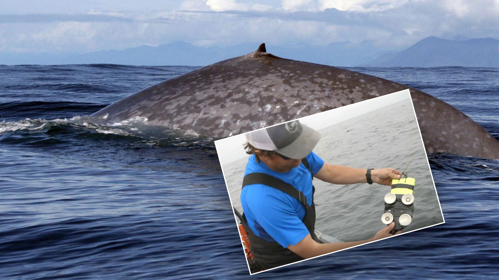 So Gross Wie Ein Pkw Forscher Entdecken Wie Langsam Das Herz Eines Blauwals Schlagt Videos Von The Weather Channel Weather Com