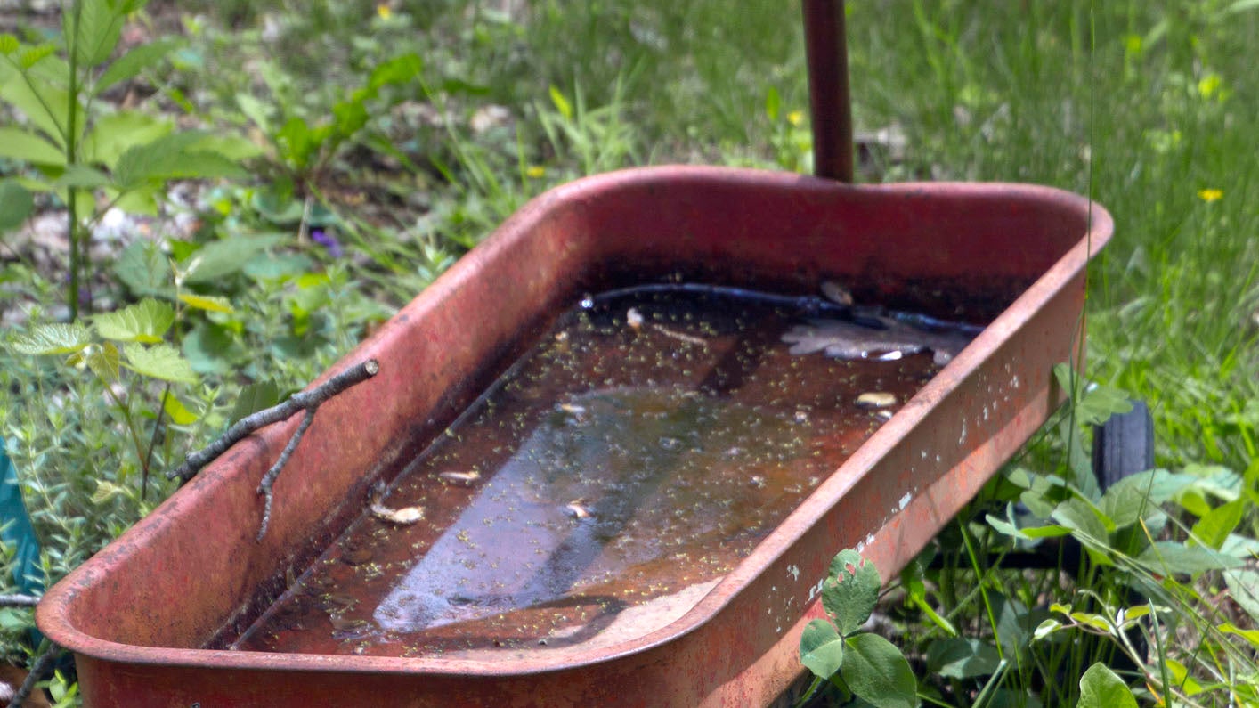 Little red wagon sitting in the grass full of standing water, an ideal breeding ground for mosquito larvae in summer