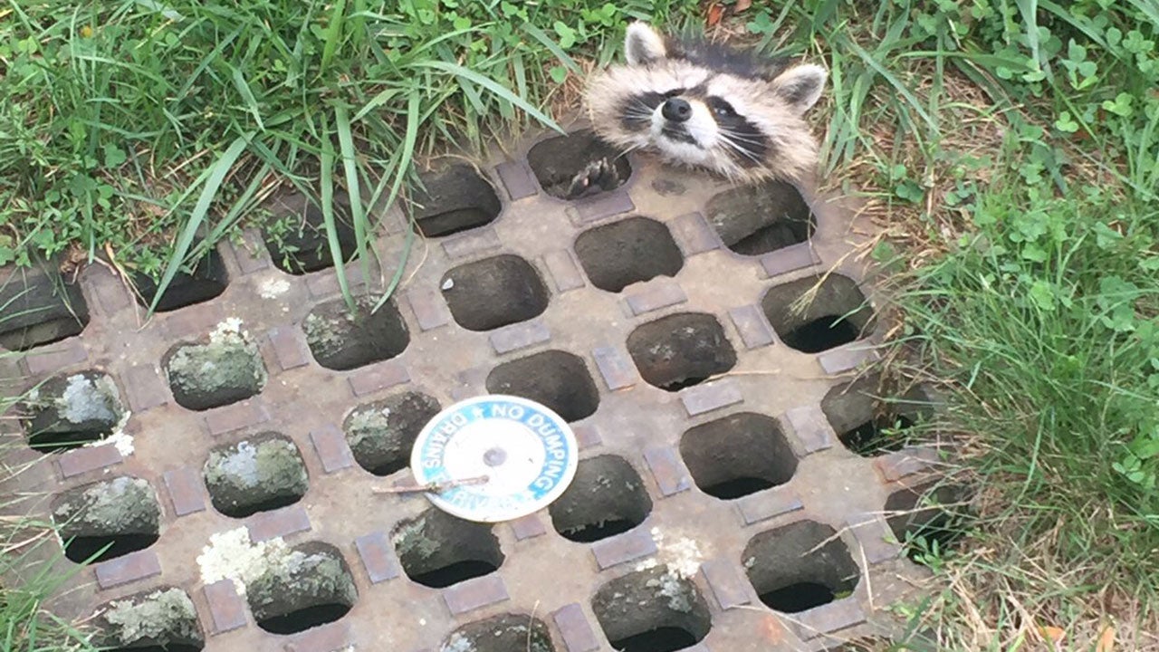 Waschbär in Not! Da hilft nur noch Bratöl | The Weather Channel