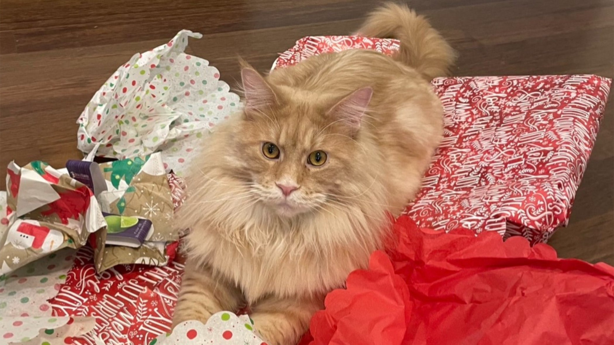 Weather Buddies 'Leo'