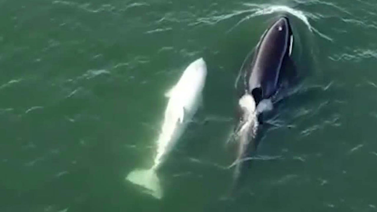 Rare White Killer Whale Spotted At Puget Sound Near