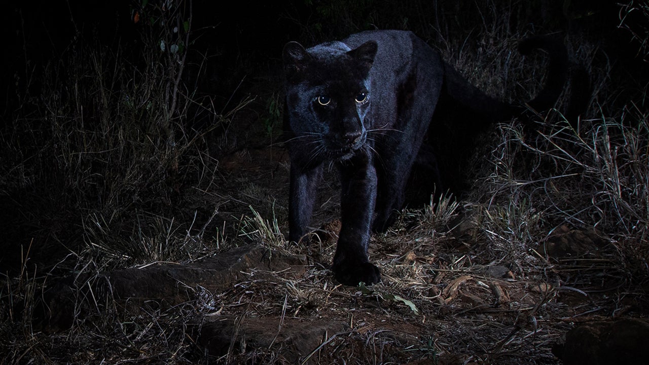Melanistic Albino Leopard