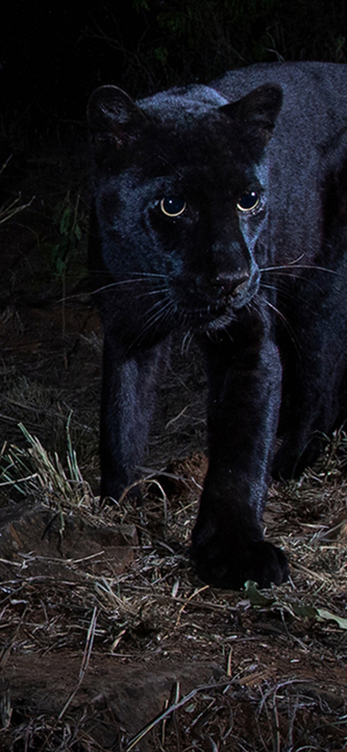 Rare African Black Leopard Photographed For The First Time In 100 Years The Weather Channel Articles From The Weather Channel Weather Com Rare African Black Leopard Photographed For The First Time In 100 Years The Weather Channel Articles From The Weather Channel Weather Com