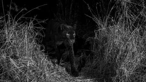 British wildlife photographer Will Burrard-Lucas has captured a series of high-quality camera trap photographs of a wild melanistic leopard, otherwise known as a black leopard or black panther, in Africa. The rare big cat was photographed with a Camtraptions camera trap at Laikipia Wilderness Camp in Kenya. (Will Burrard-Lucas)