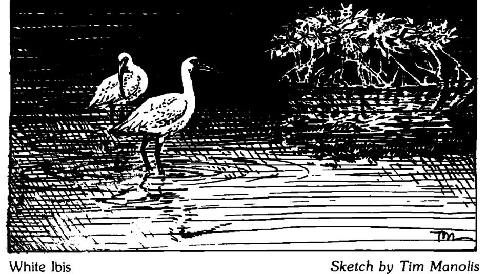 Wyoming: A sketch of a pair of White Ibises, submitted in a paper discussing a White Ibis sighting in Wyoming. White ibises are not native to the area, but one was likely carried north to Wyoming by the atmospheric winds associated with Hurricane Kathleen in September 1976. The record for rainfall in the state associated with a tropical cyclone remnant is held by Hurricane Javier in 2004, when 2 inches fell. (Tim Manolis)