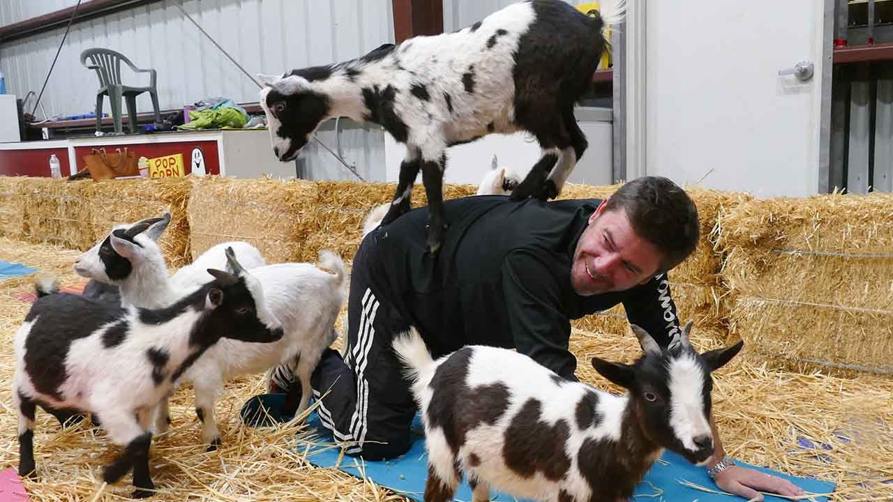 ARCHIV - 26.04.2018, USA, San Francisco: Ziegen umringen Kursteilnehmer Shawn O'Brien (42) beim Yoga-Kurs mit Ziegen. Manche Yogis verbiegen sich regelrecht auf der Suche nach ausgefallener Entspannung. In den USA findet &laquo;Goat Yoga&raquo; immer mehr Fans. (zu dpa: &laquo;Mit Ziegen biegen: &laquo;Goat Yoga&raquo;-Trend hat Groupies und Grenzen&raquo; vom 04.05.2018) Foto: Barbara Munker/dpa +++ dp