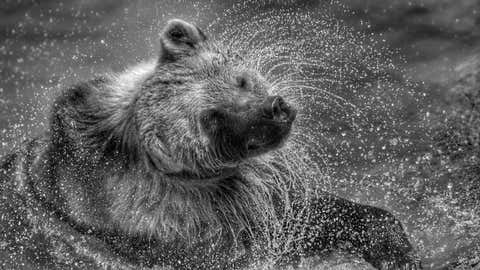 “Tiny,” a rescued brown bear, dries off at the Wild Animal Sanctuary in Keenesburg, Colo. (Bary and Athena Burns)