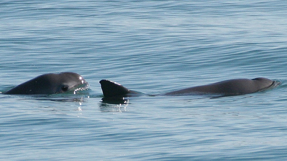 Fewer Than 20 Vaquita Porpoises Remain; Could Become Extinct Within a Year