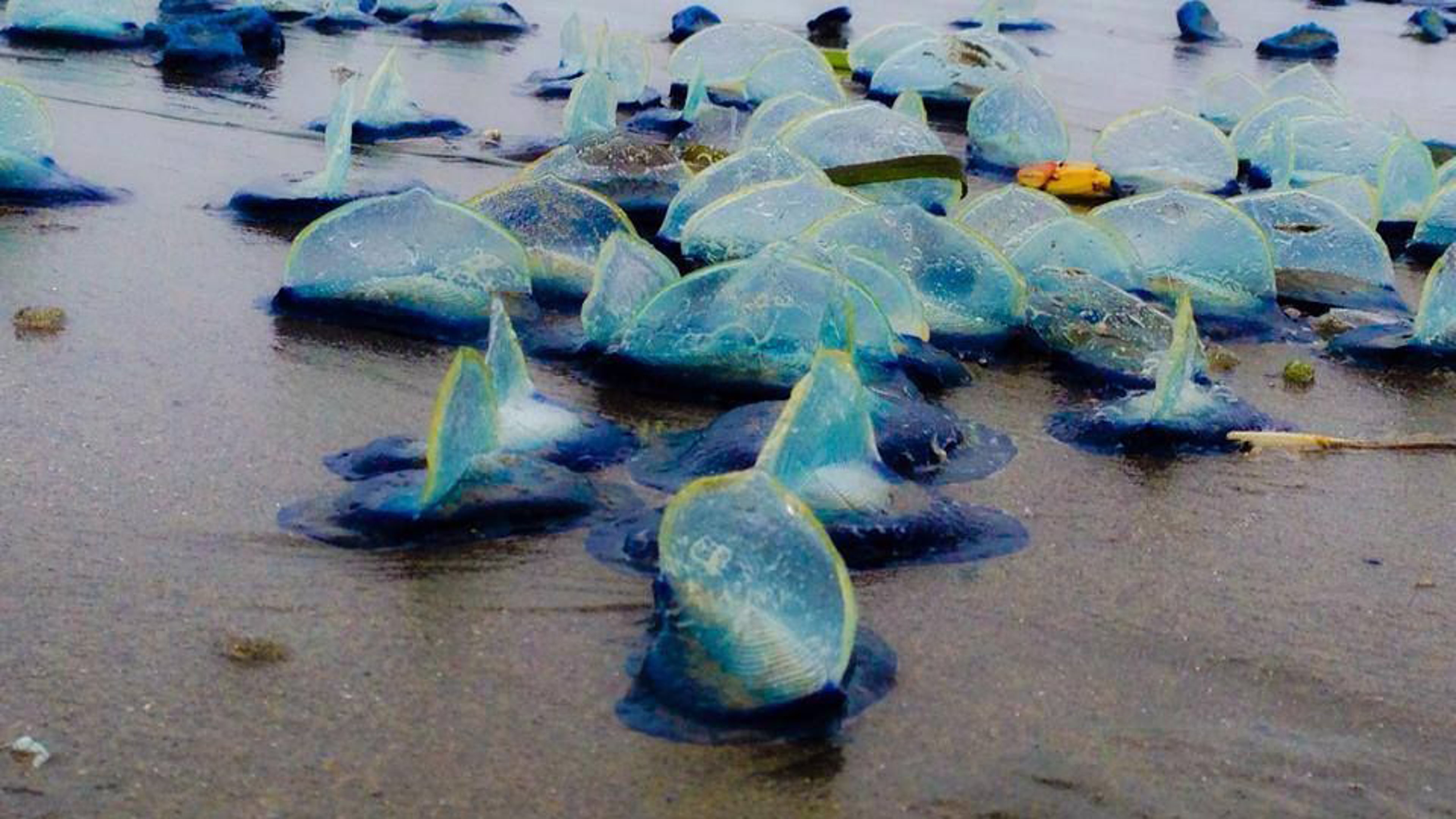 Strong Winds Push Billions of Velella Velella Jellyfish onto the West ...