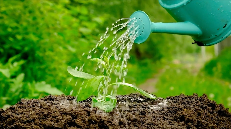 Tips for Keeping Your Plants Alive During Extreme Heat, Drought