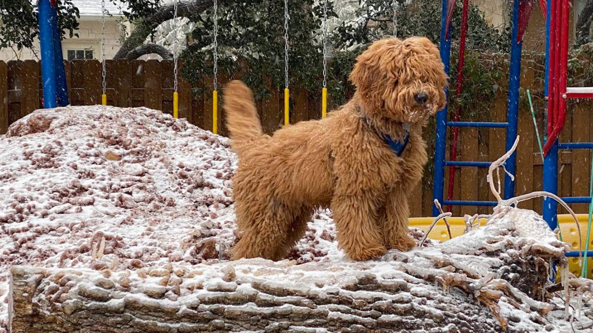 Weather Buddies: 'Wally'