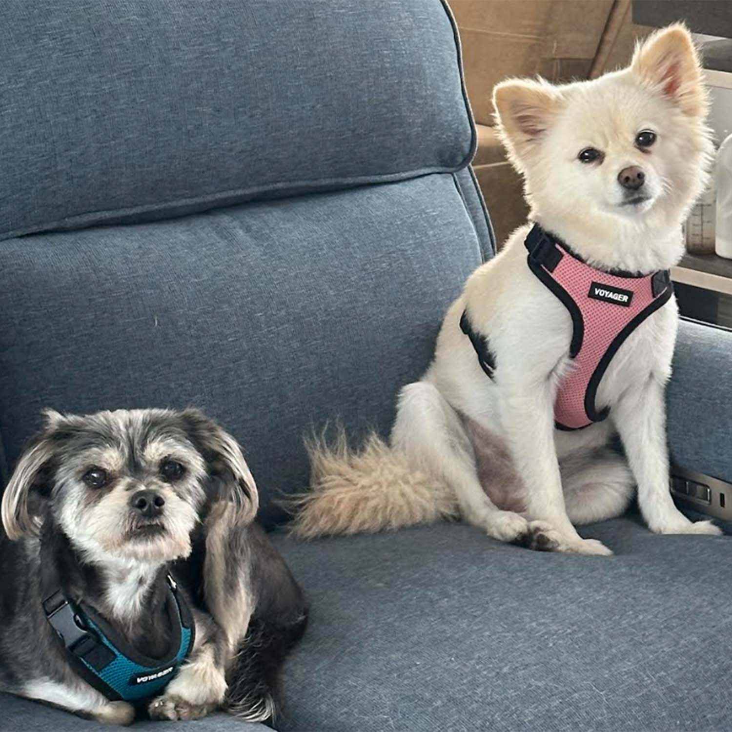 Weather Buddies: 'Shadow & Chloe'