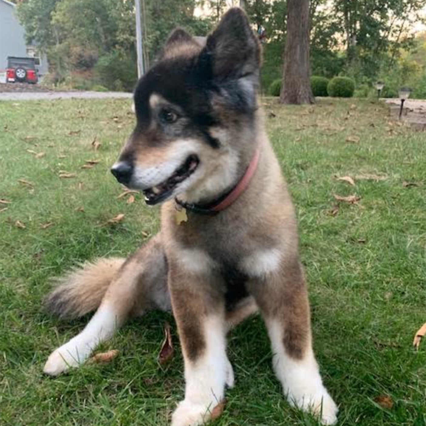 Weather Buddies 'Jasper'