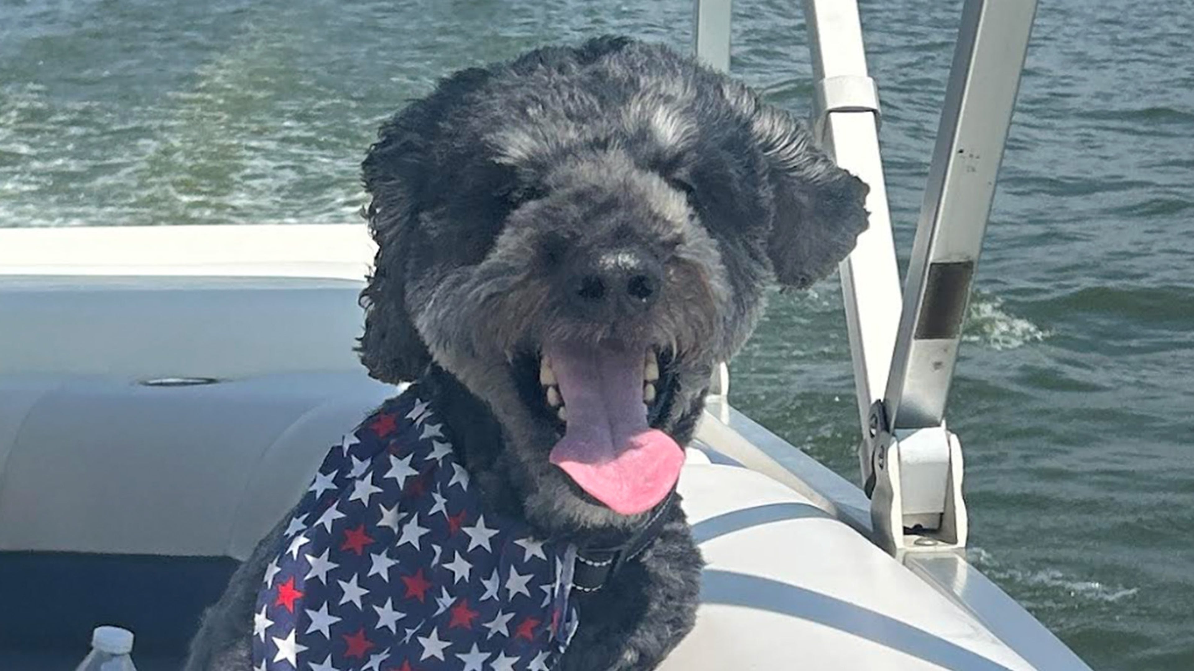 a cute dog on a boat