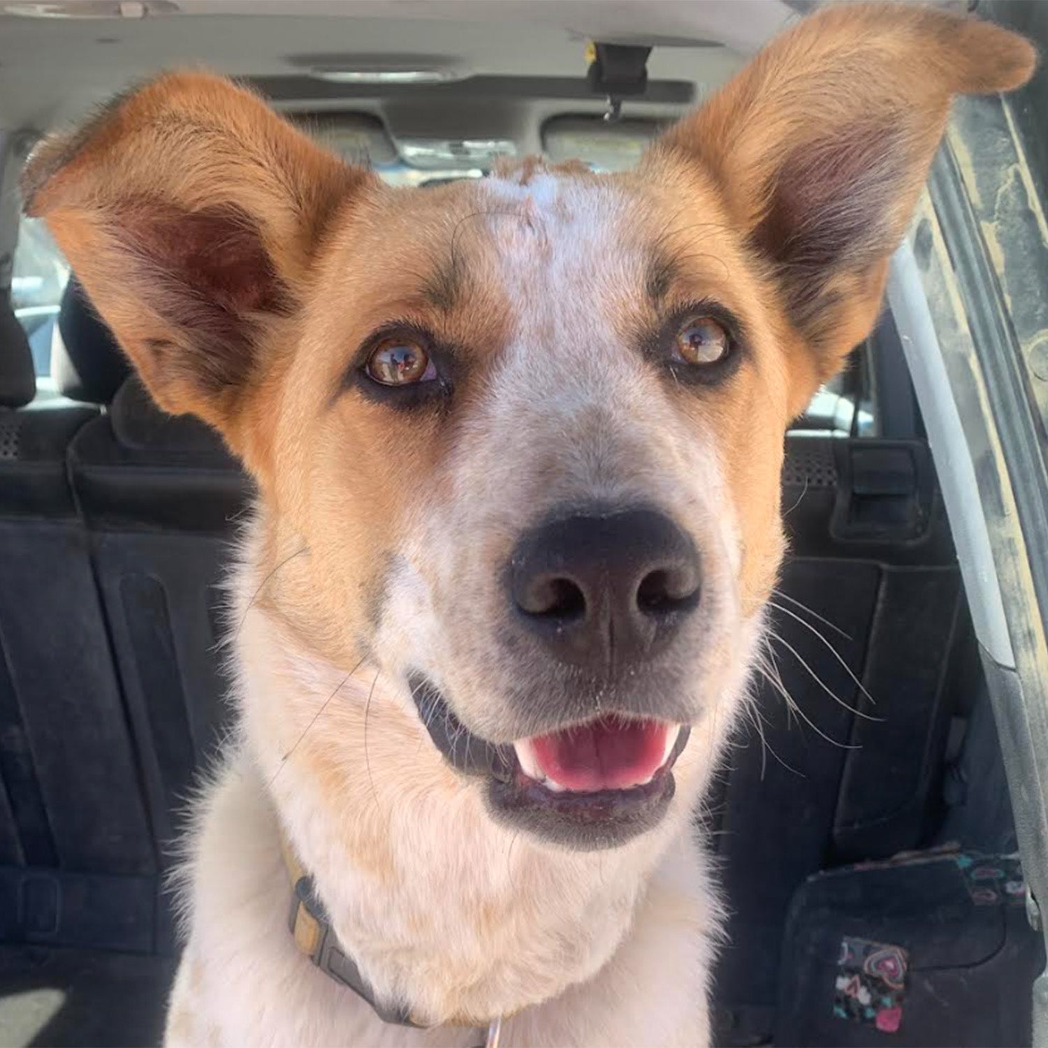 Weather Buddies: 'Archie'