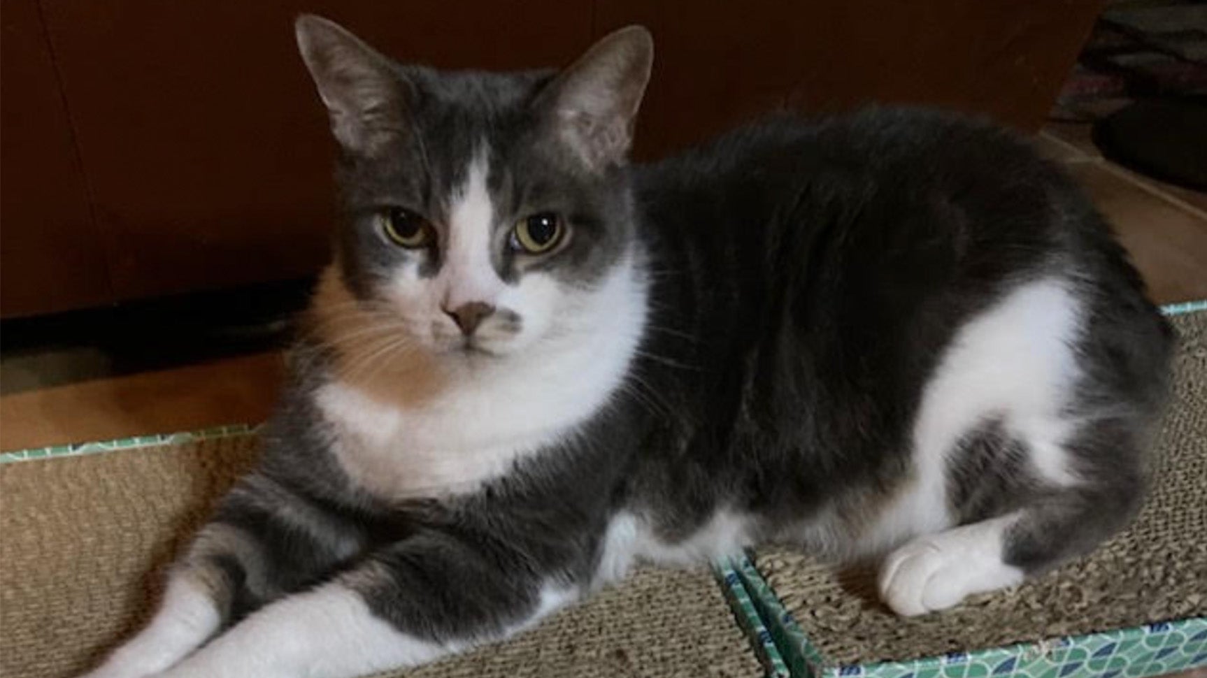 Weather Buddies: 'Beanie Weenie'