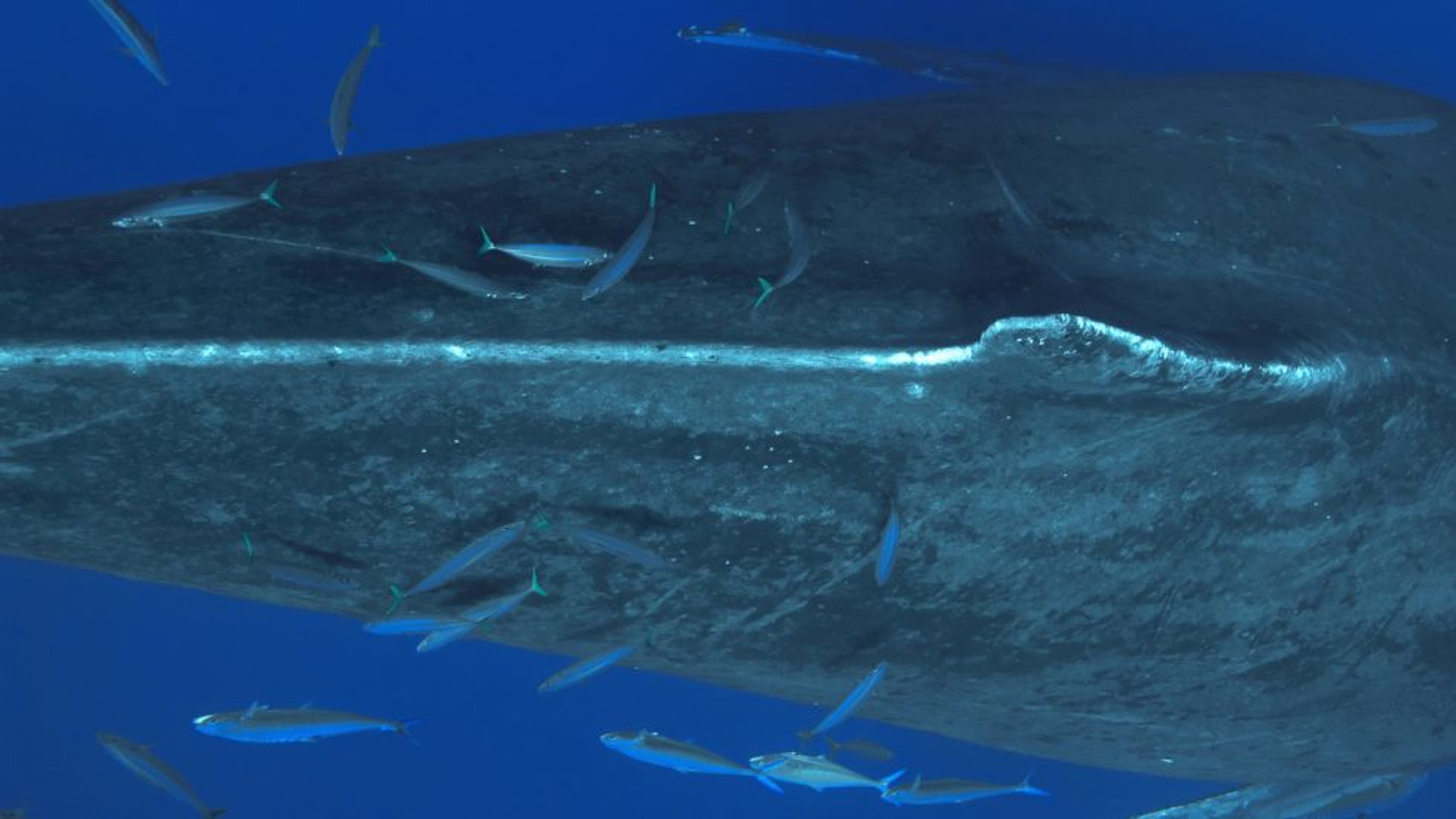 A Life with Whales