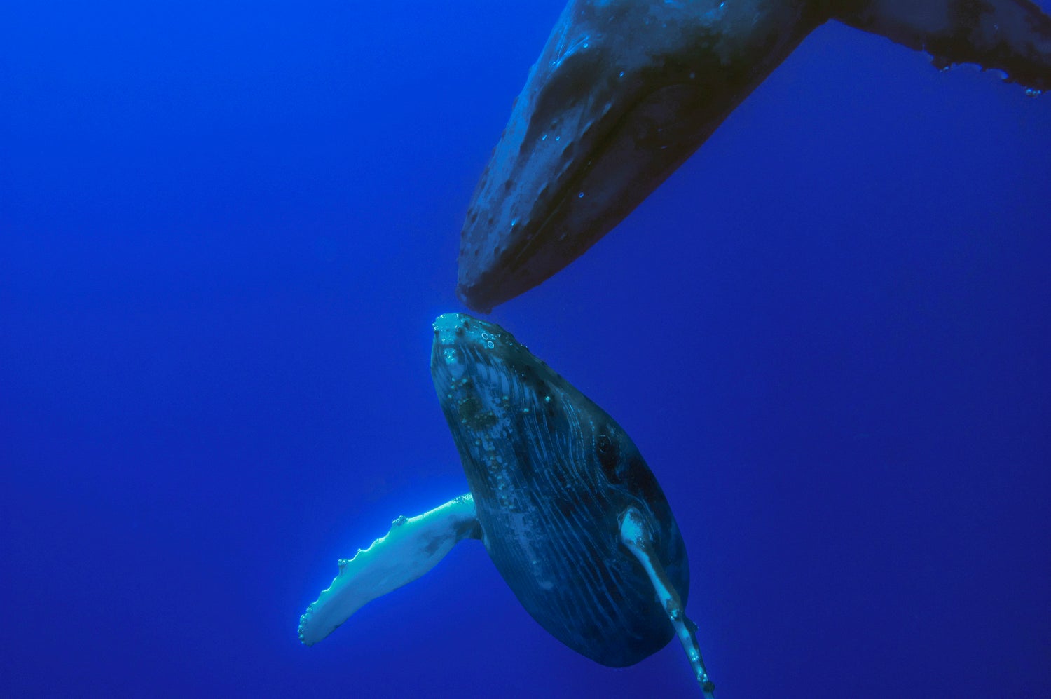 Photos A Life with Whales The Weather Channel