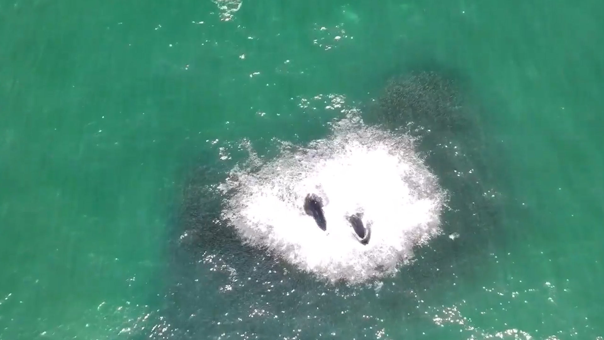 Tuna, Dolphins And Humpback Whales Share A Swim And A Meal