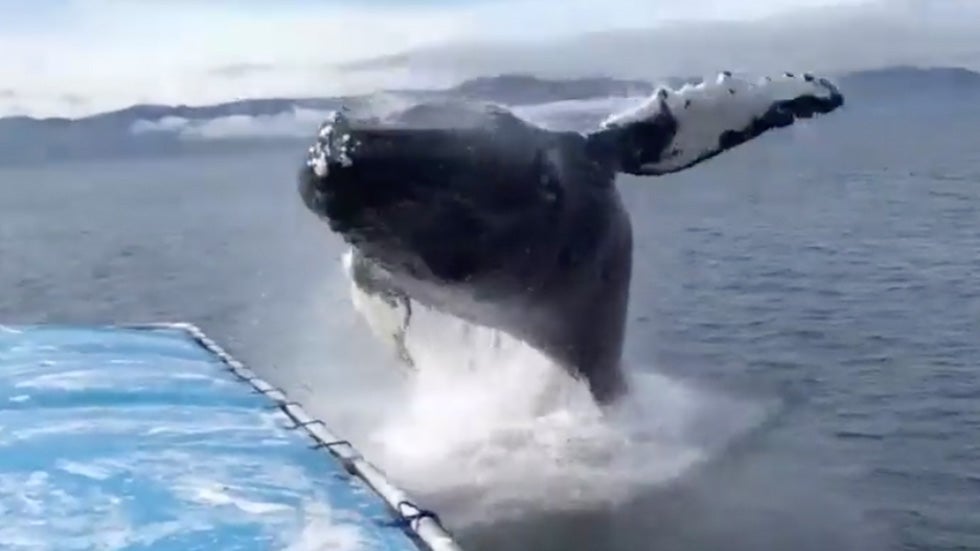 watch tourists get soaked as humpback whale breaches off alaskan