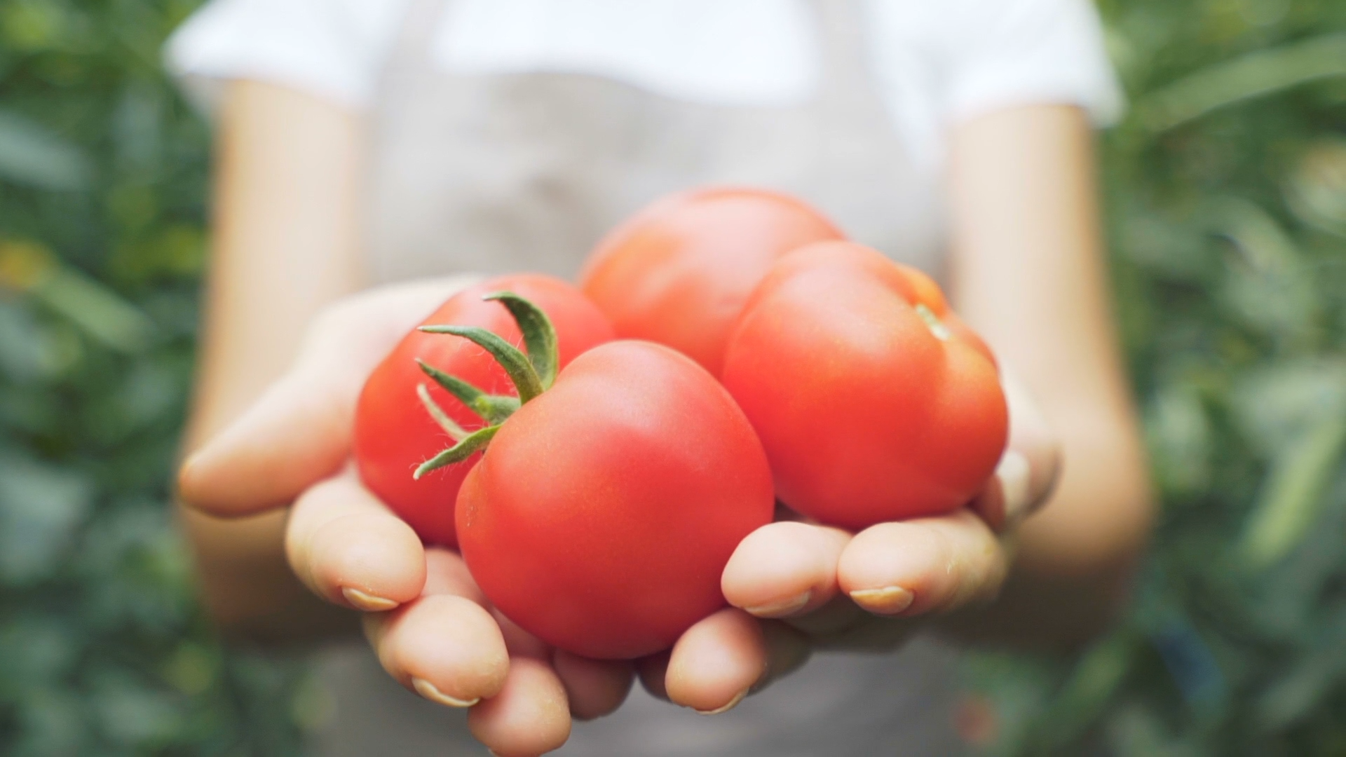 What To Do When Extreme Heat Hits Your Tomato Plants