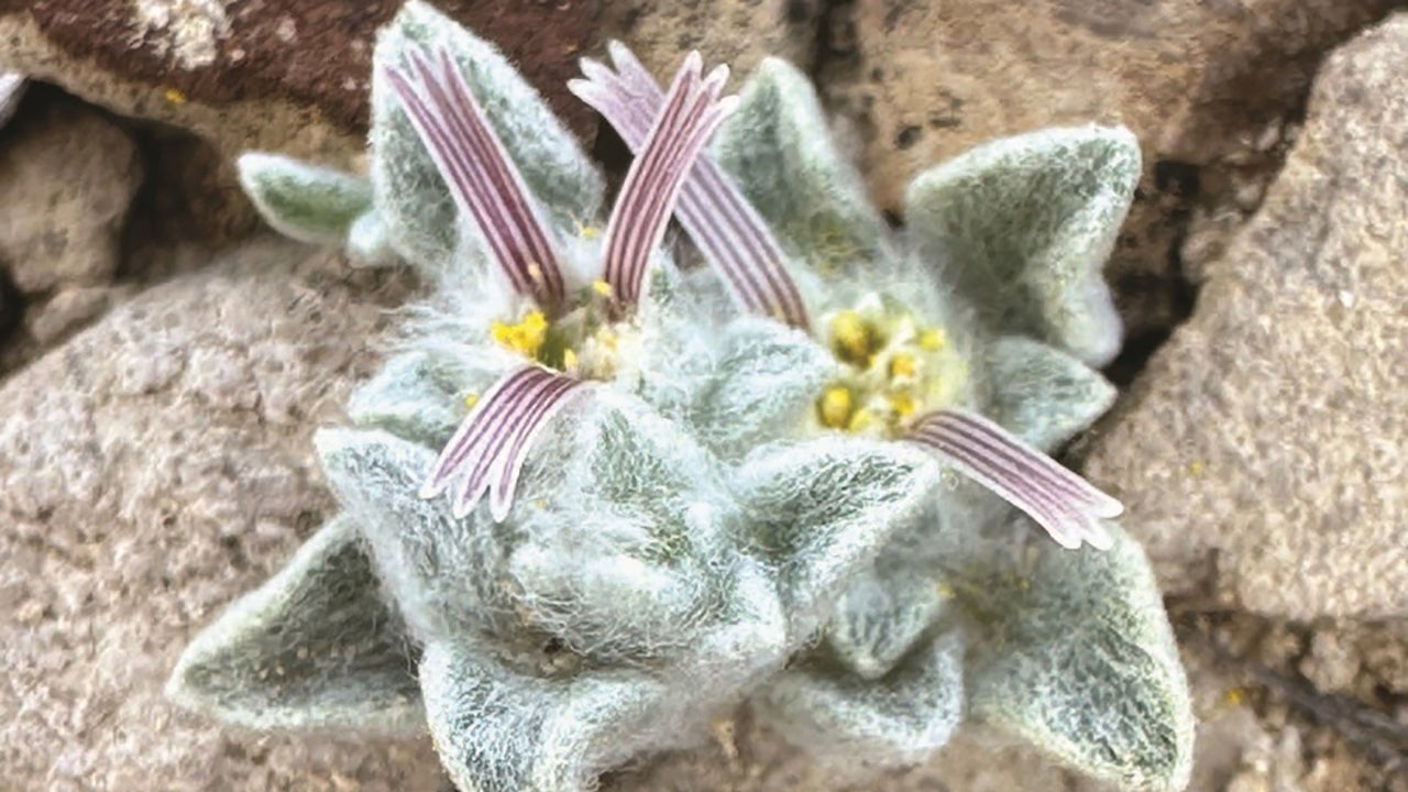 New Species Alert: Previously Undiscovered Plant Found At Big Bend National Park