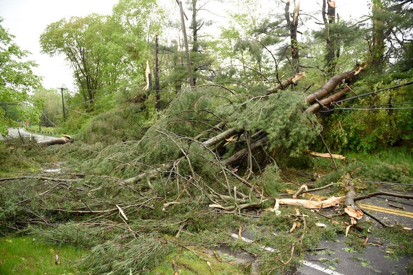 Tree damage Tree damage