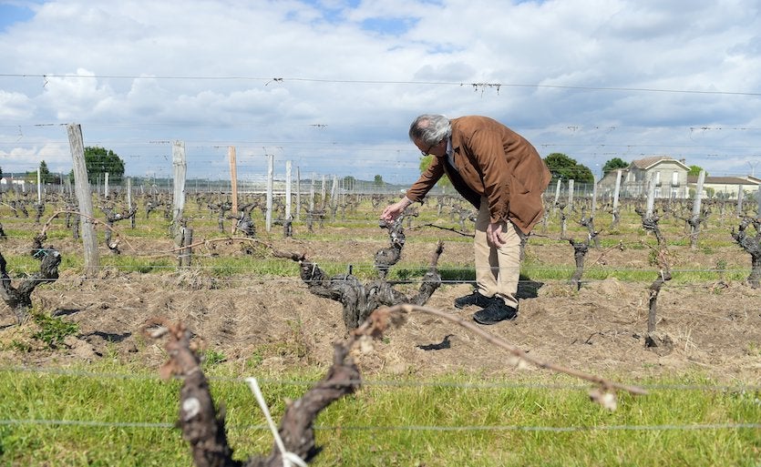 Frost damage at a winery in Bordeaux, France, spring 2017 Frost damage at a winery in Bordeaux, France, spring 2017