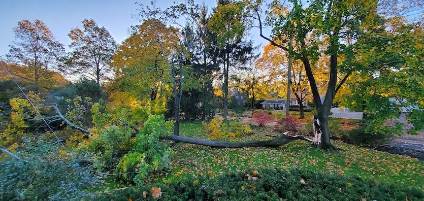 Storm-damaged tree in Madison, NJ, 11/1/19