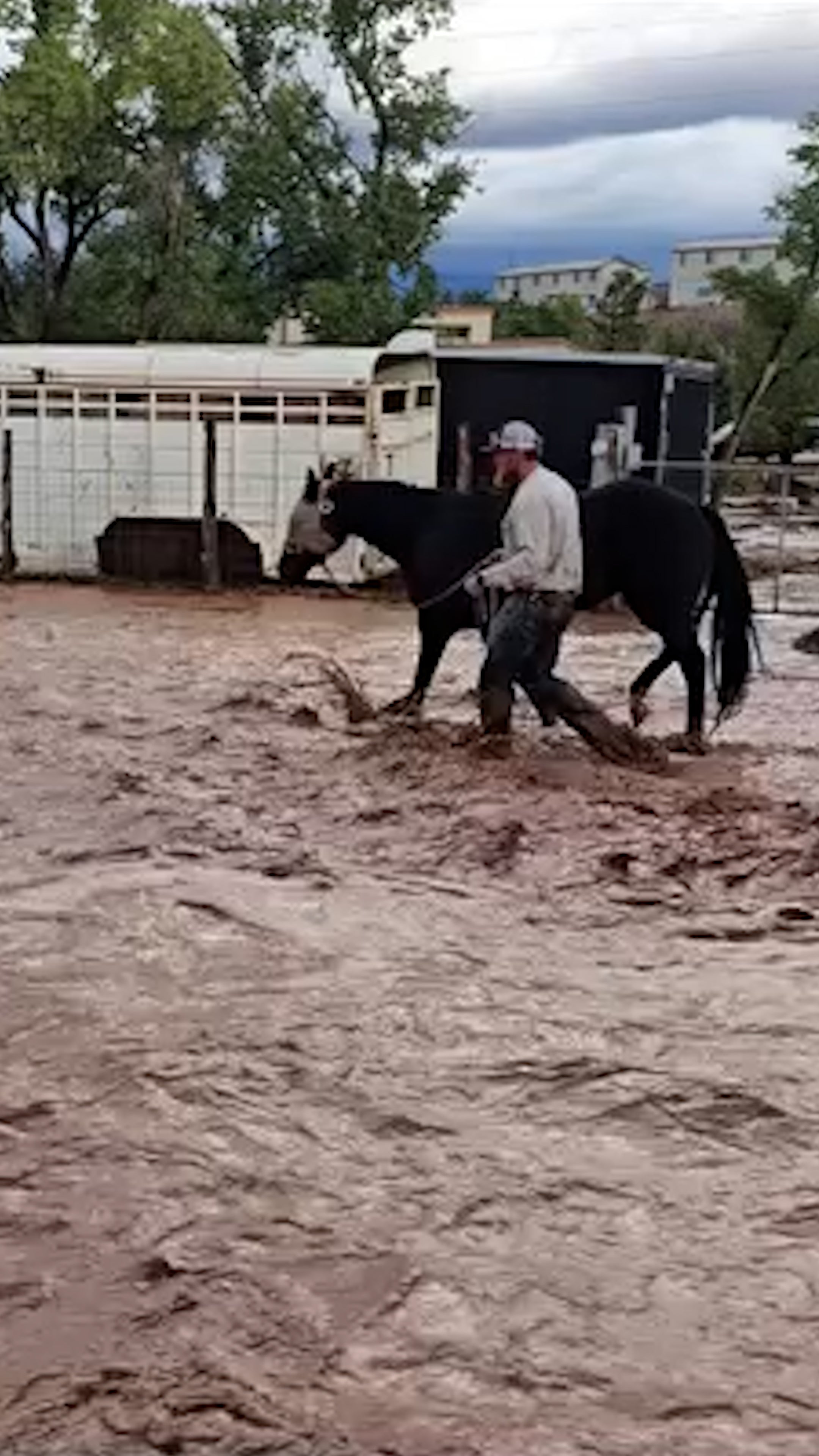 Horses led to safety in flood