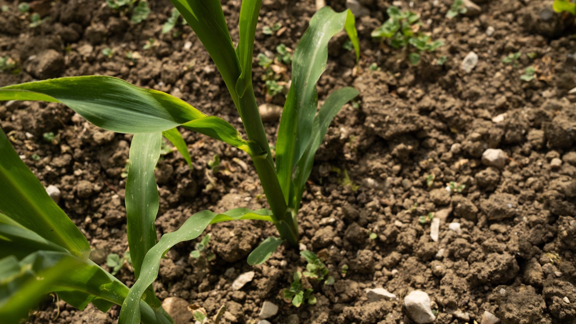 Research shows that warming within our soil is increasing antibiotic resistance. 
