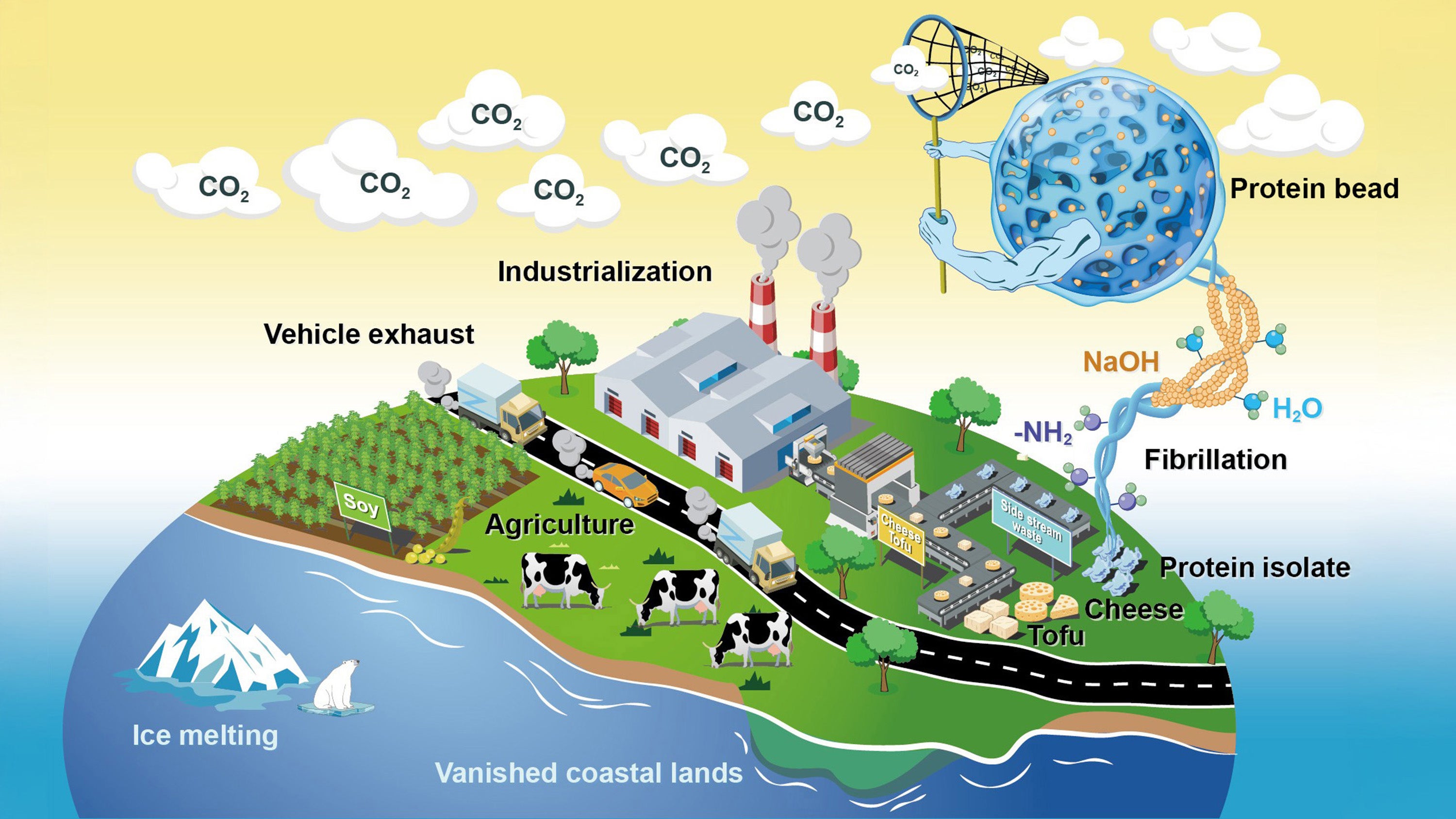 This image shows how protein beads from food waste can be used to capture carbon.