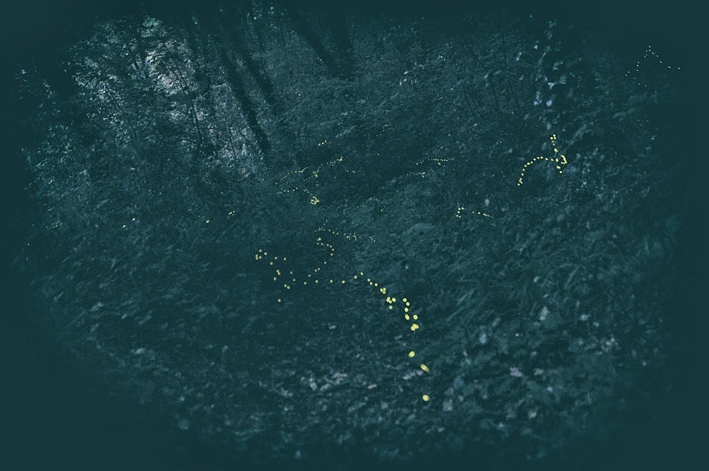 This image shows fireflies dotting the night sky.