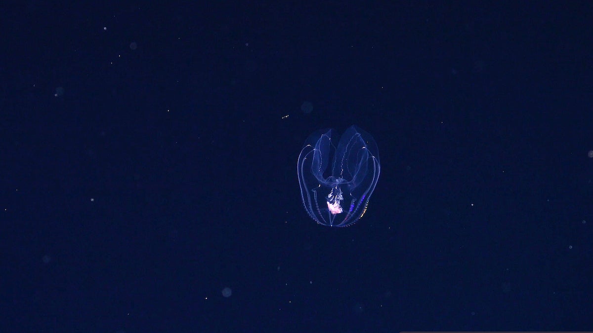 a newly identified comb jelly fish