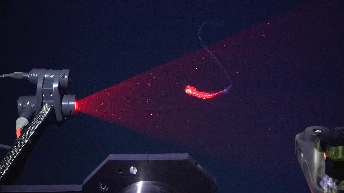 a strange, newly discovered sea creature