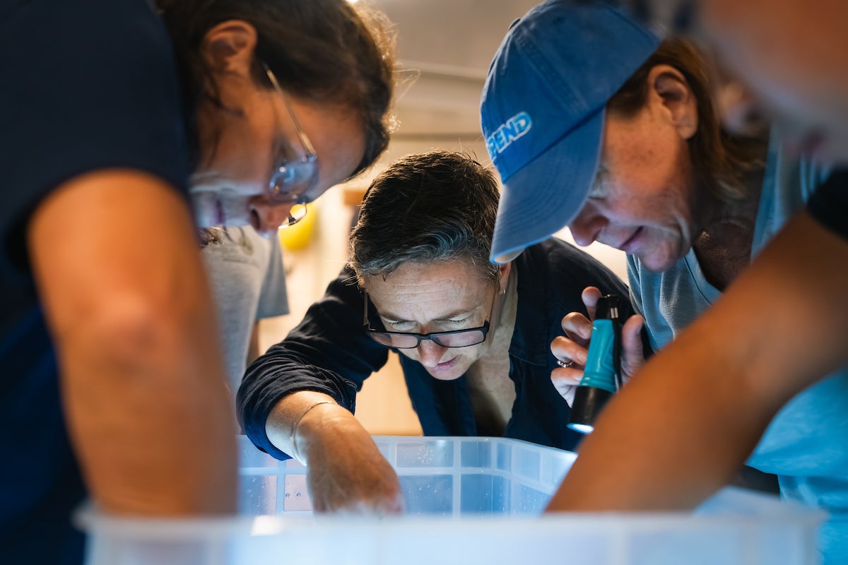 Scientists peer in a plastic tub containing new species