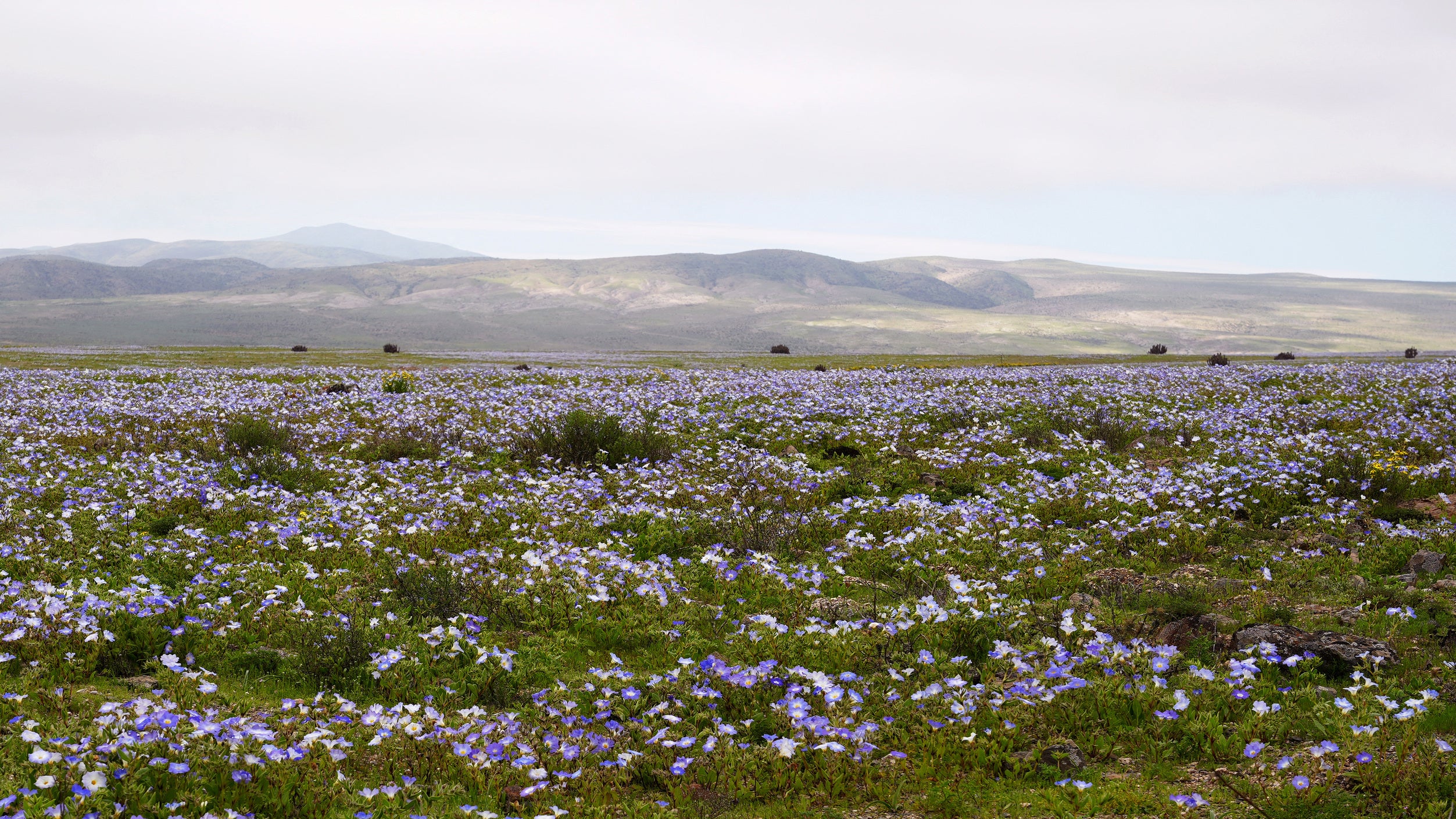 Flowers bloom at the Atacama Desert in Copiapo, Chile on August 25, 2026. The Atacama Desert, the driest desert on the planet, was covered in a blanket of purple and white flowers in August 2026, which bloomed due to the unusual rains recorded in that region of northern Chile.