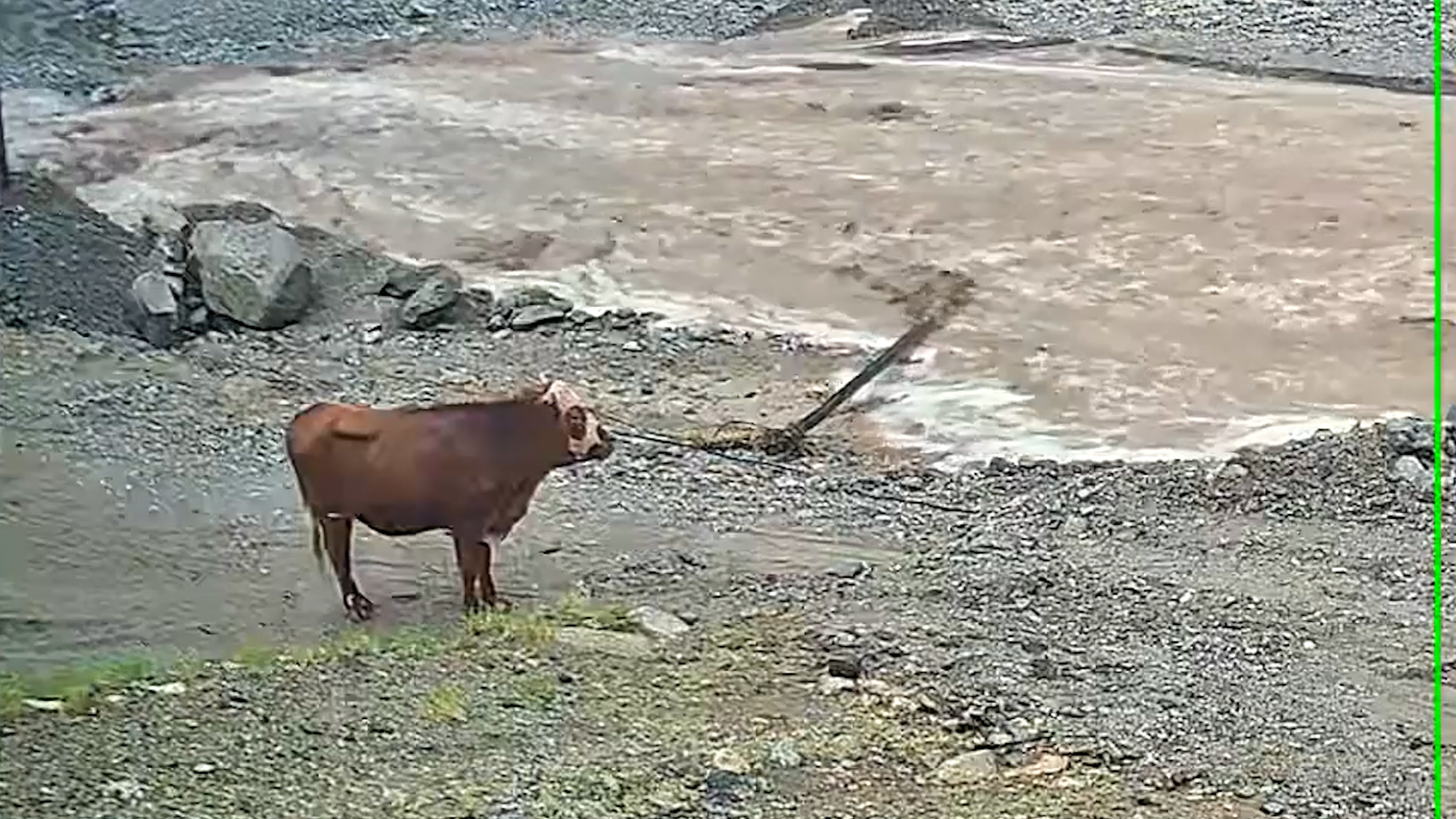 This clever cow calculated its way across a fast-moving river
