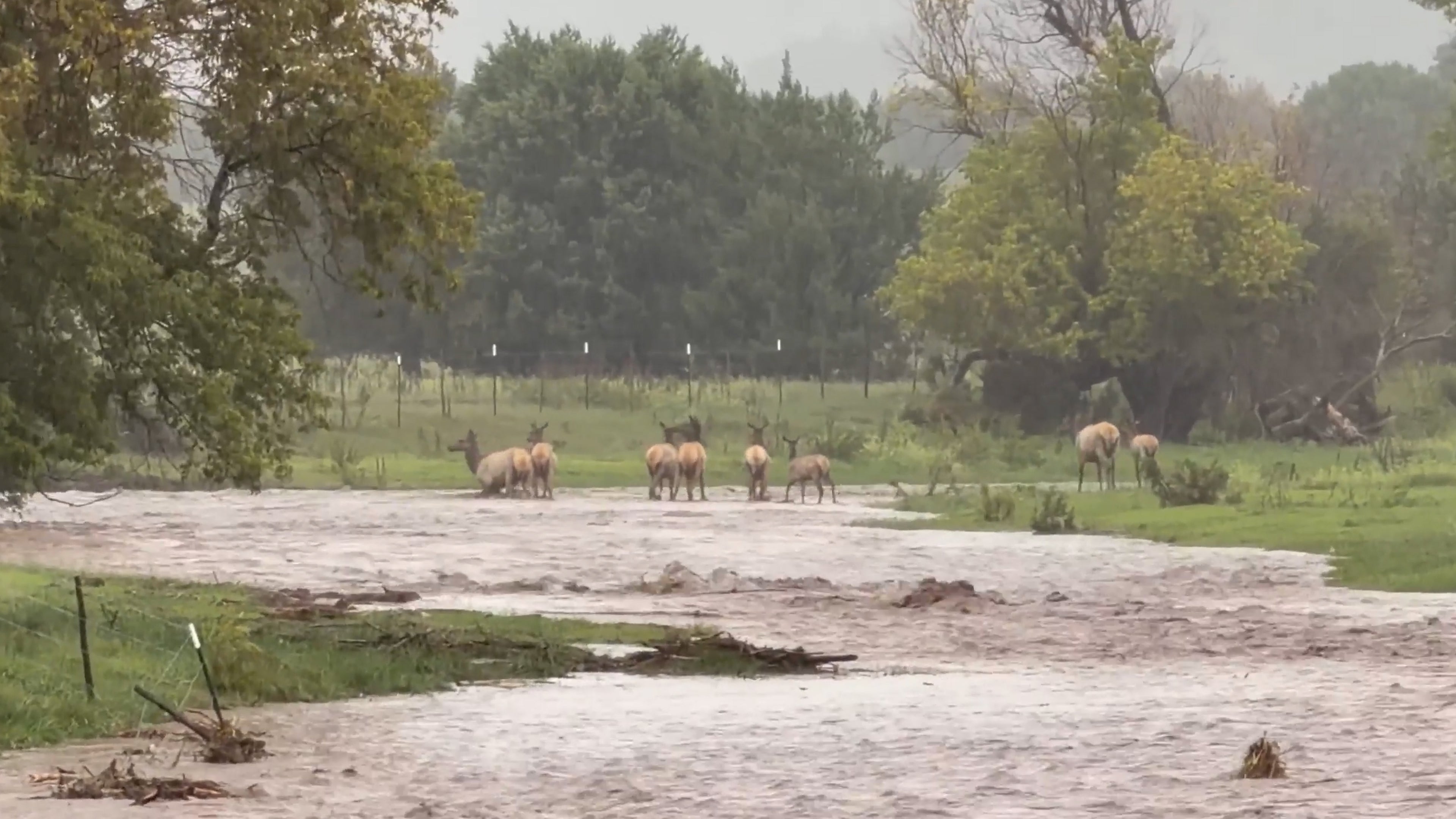 Elk herd panics crossing flooded Rio Ruidoso, New Mexico