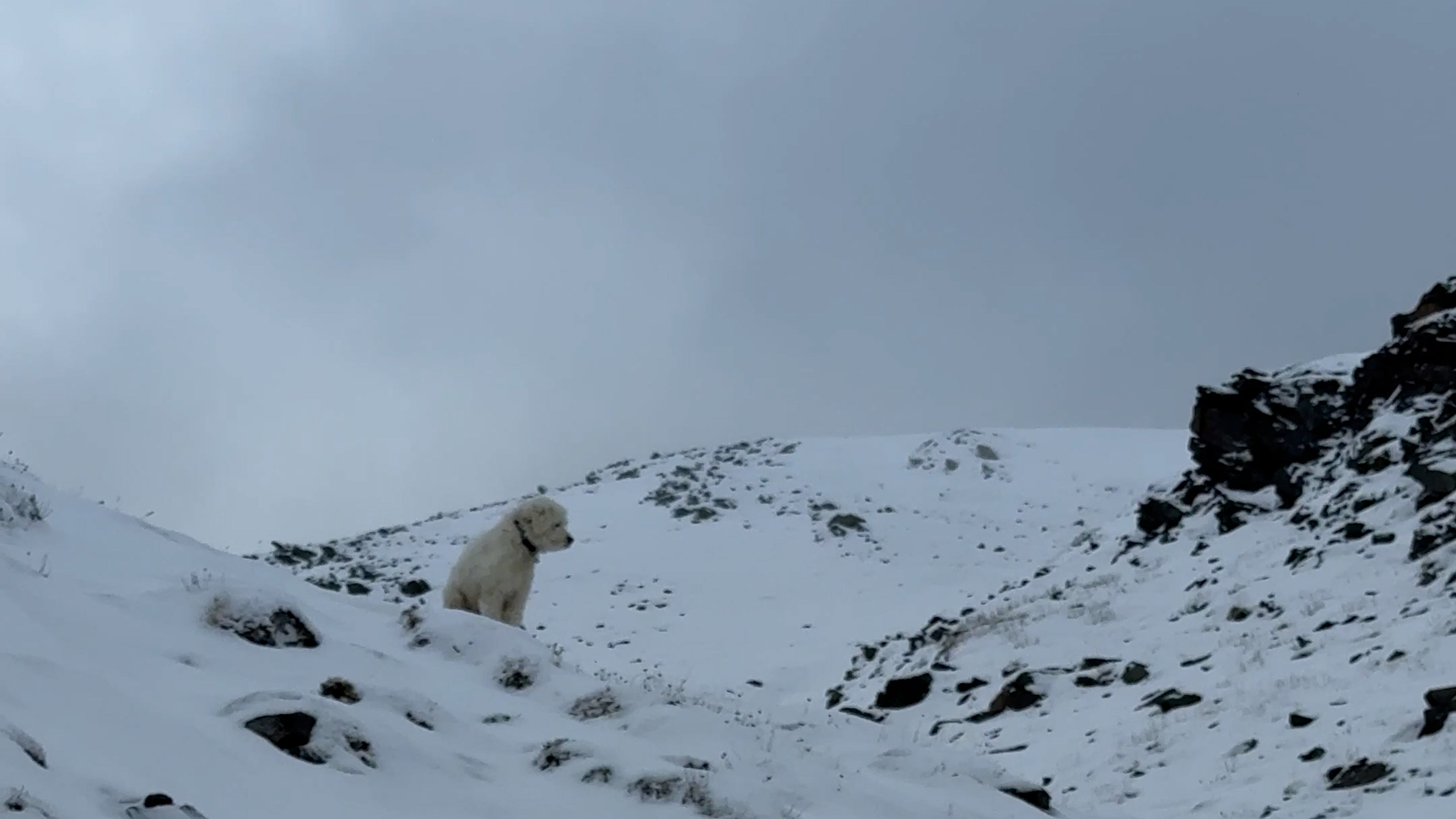 Dog lost in Alaska avalanche found alive after 2 days